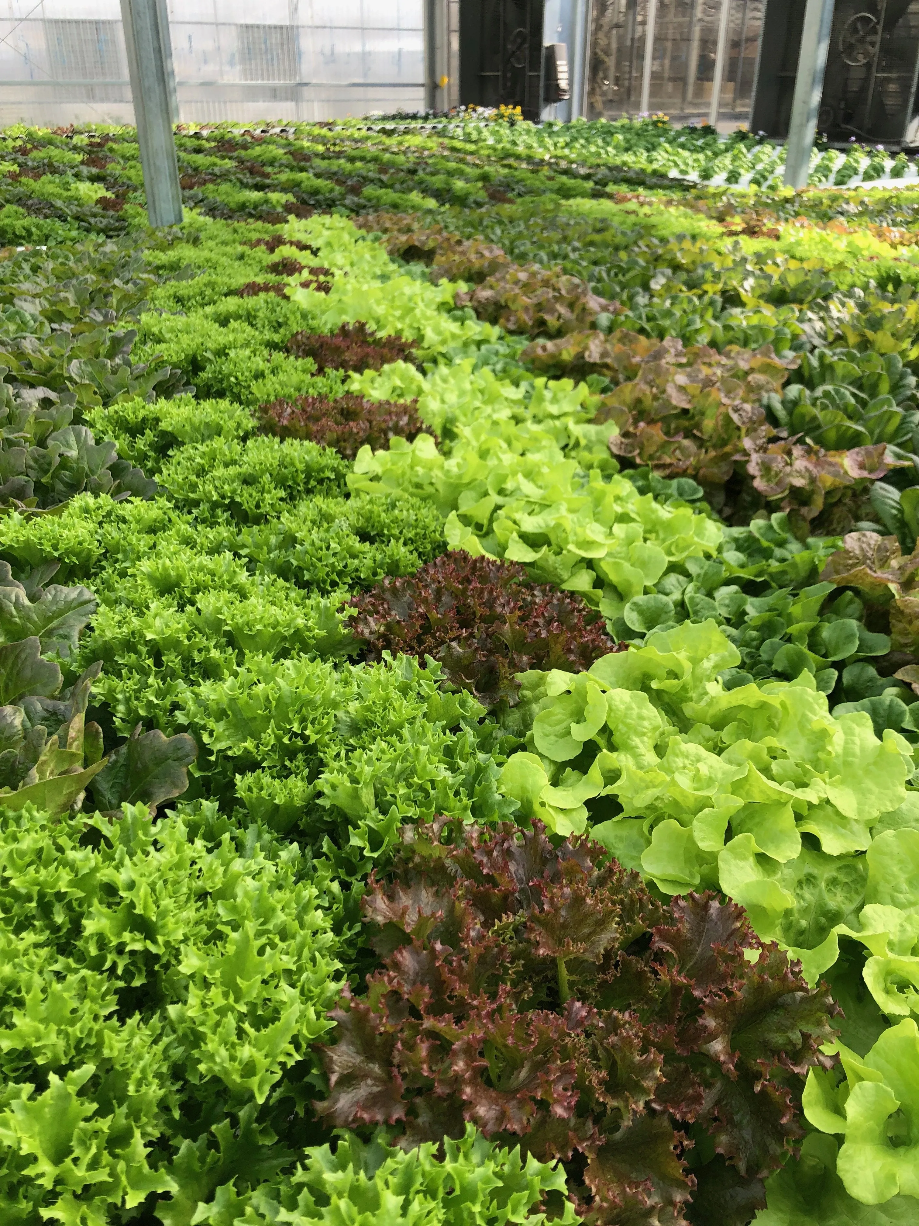 Get Growing NFT 4K Farmers Market Bundle
