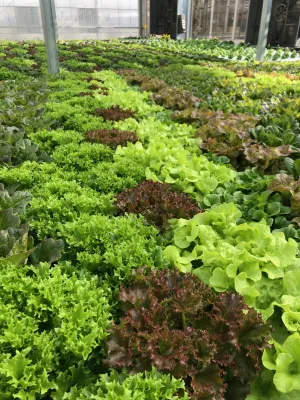 Get Growing NFT 4K Farmers Market Bundle