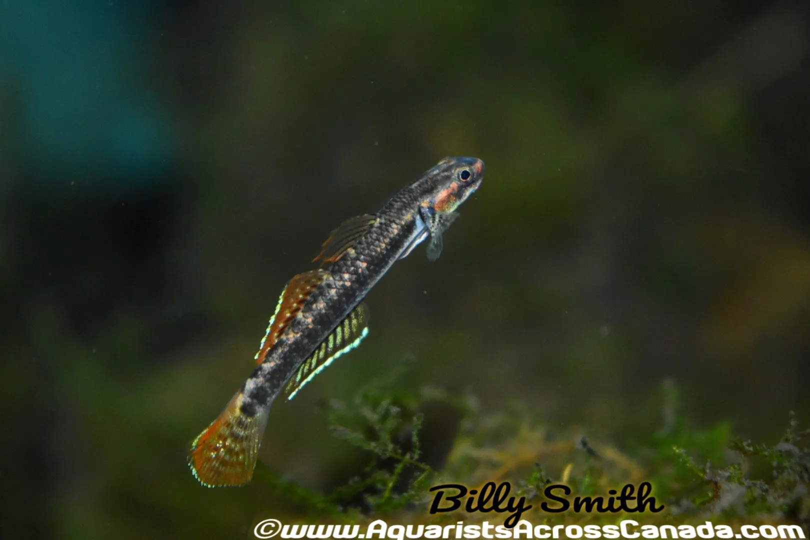 RAINBOW GOBY (Stiphodon Ornatus)