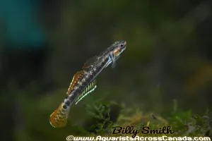 RAINBOW GOBY (Stiphodon Ornatus)